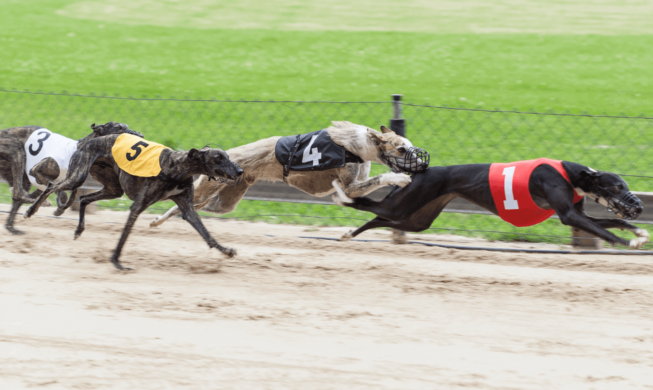 Best Greyhound Betting Sites in India